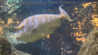 Aquarium Trip with Aliya Brynn Turns Into Aggreive Ass Eating and Milking